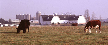 Image of Cows on MSU Farms