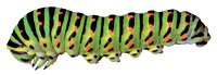 Image of a caterpillar