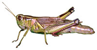 Image of a grasshopper